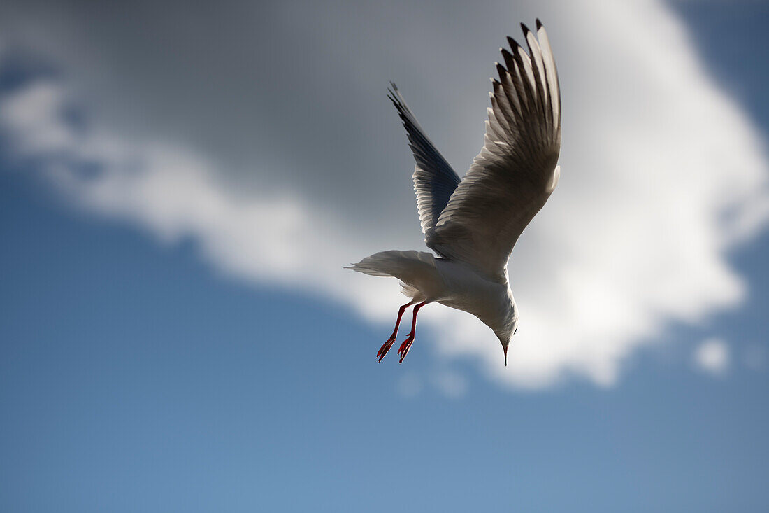  Seagull approaching, Zug, Switzerland 