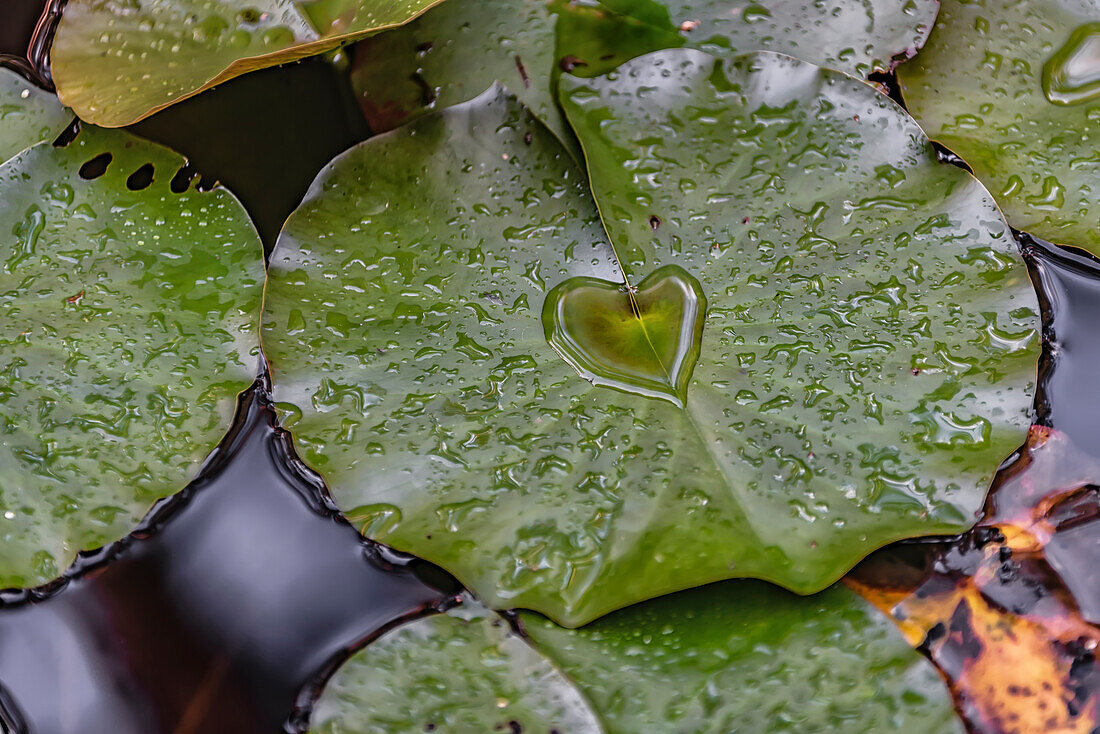  Water heart on lily pad, Rifferswil, Zurich, Switzerland 