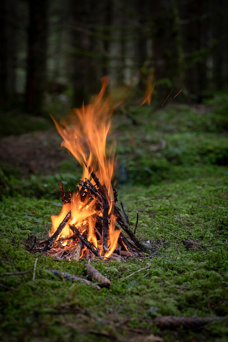  Fire in the forest, Gantrisch, Bern, Switzerland 