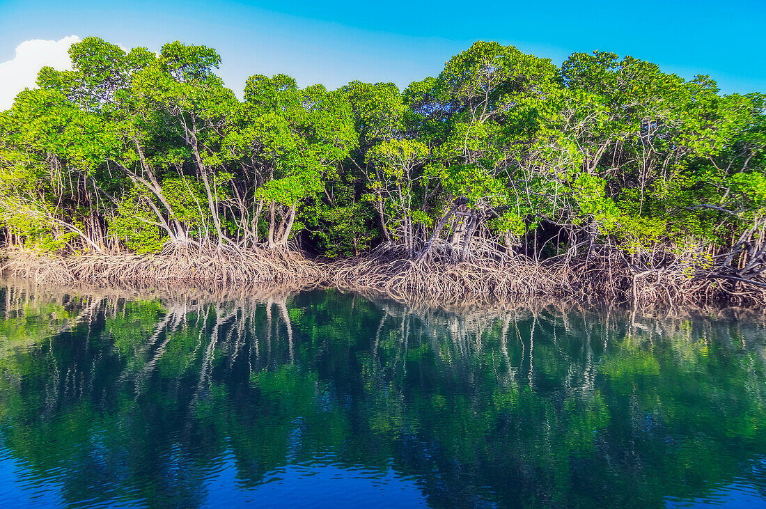  Mangrove landscape at Packers Creek, Port Douglas, Queensland, Australia 