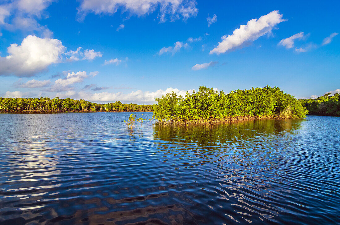  Mangrove landscape at Packers Creek, Port Douglas, Queensland, Australia 