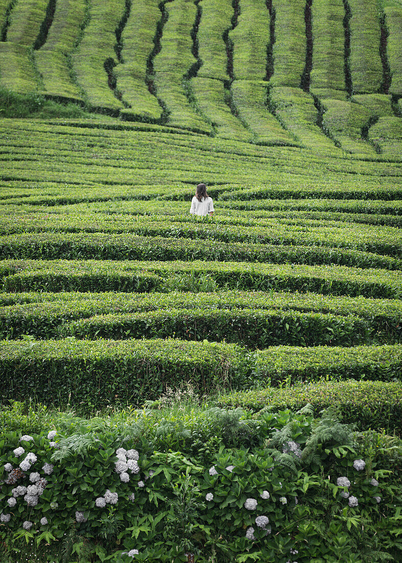  Woman in the Cha Gorreana tea plantation on Sao Miguel, Azores. 