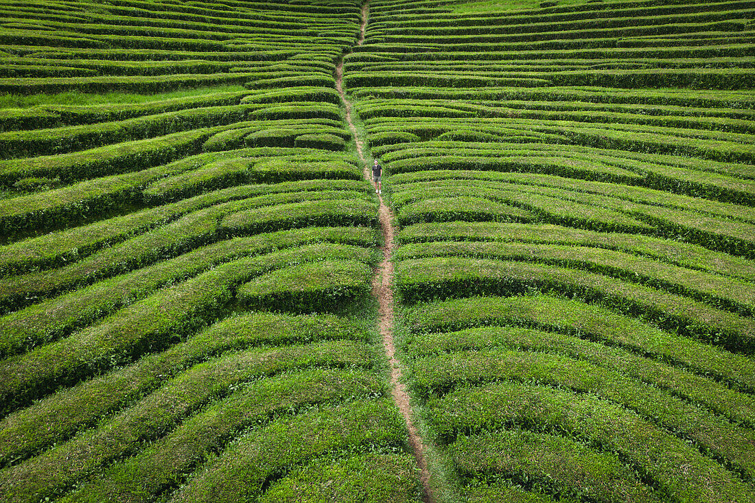  Aerial view of Europe&#39;s only tea plantation in Gorreana on the Azores island of Sao Miguel. 