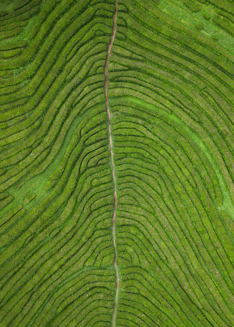 Luftaufnahme von Europas einziger Teeplantage in Gorreana auf der Azoreninsel Sao Miguel