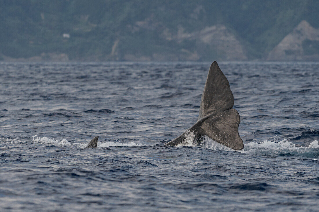 Walflosse von einem Pottwal vor der Insel von Sao Miguel, Azoren.