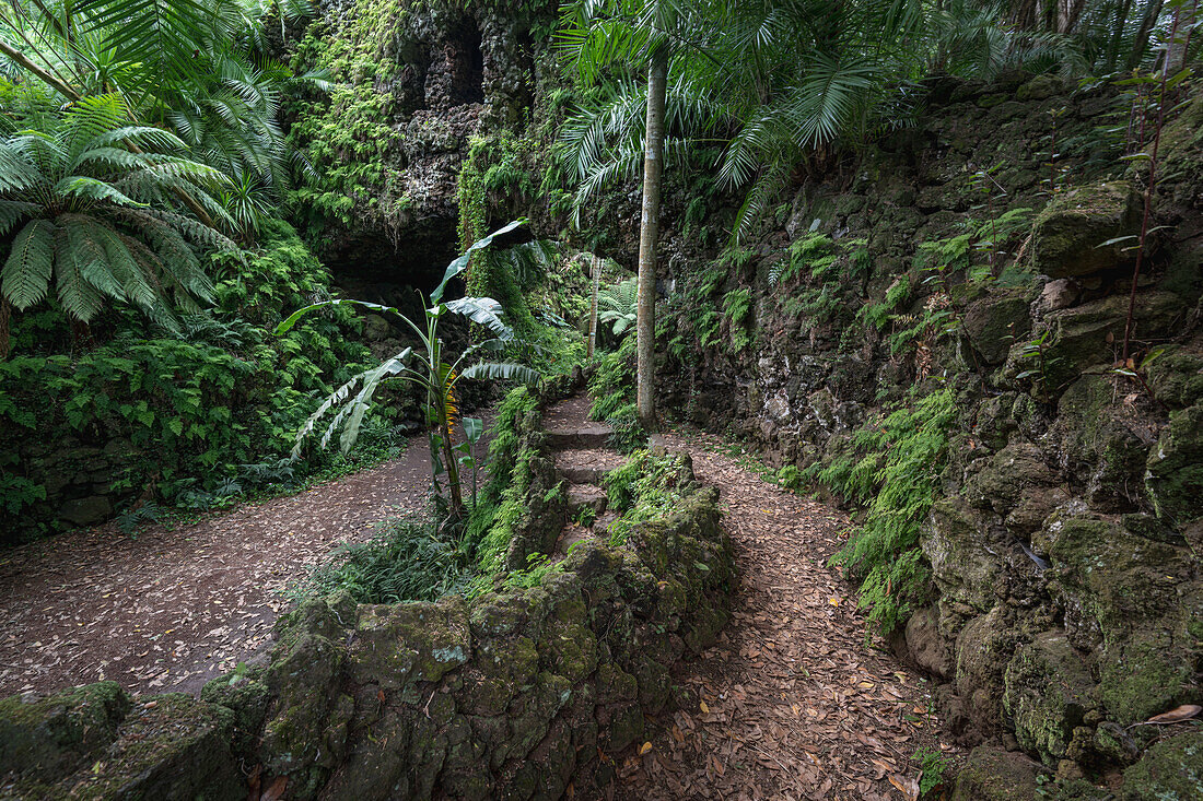  In the Antonio Borges Botanical Garden in Ponta Delgada, Sao Miguel, Azores. 