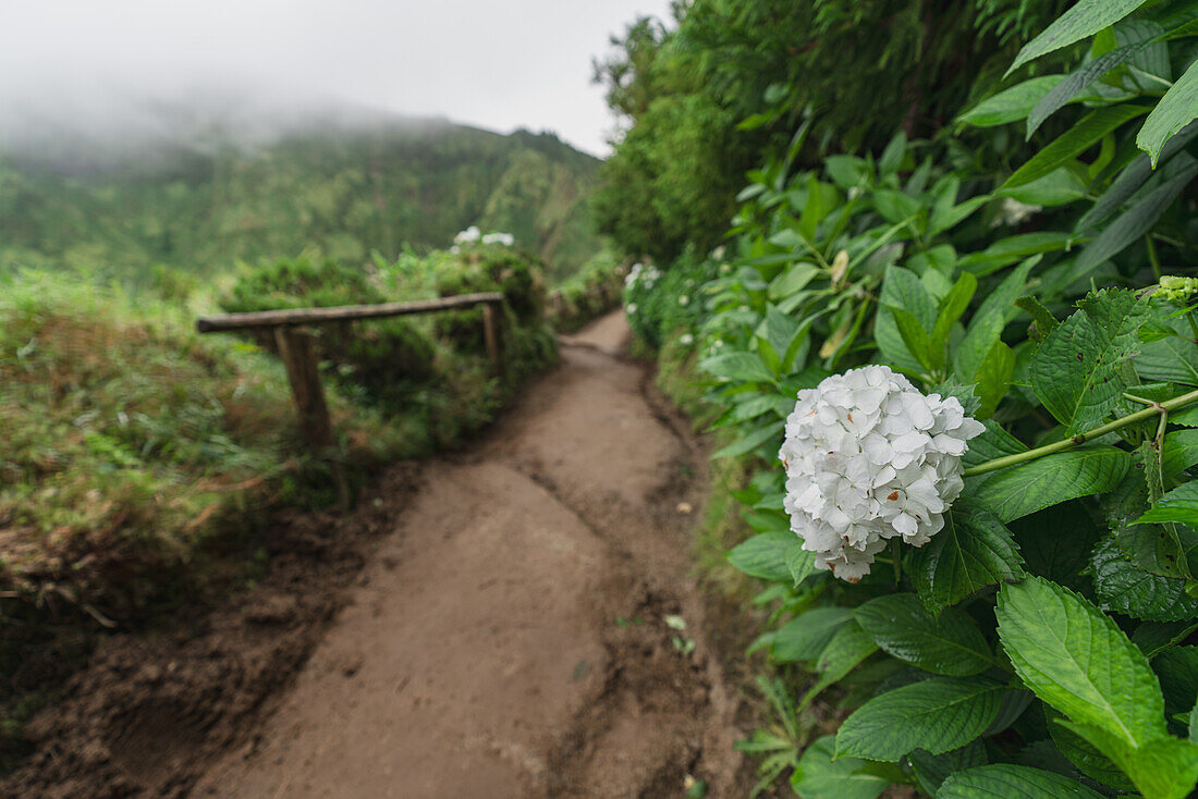  The hiking trail up to the Miradouro da Boca do Inferno on Sao Miguel, Azores. 