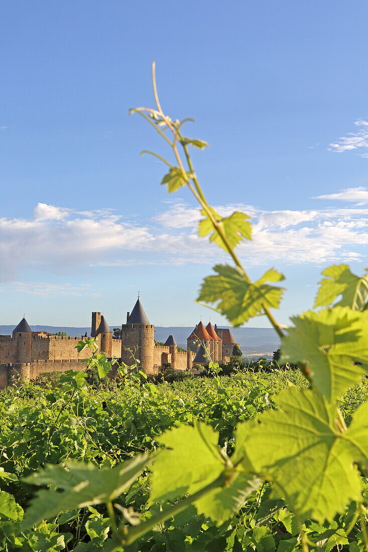 Blick über Weinberg zur Burgmauer und Festung Cité de Carcassonne, Departement Aude, Okzitanien, Frankreich