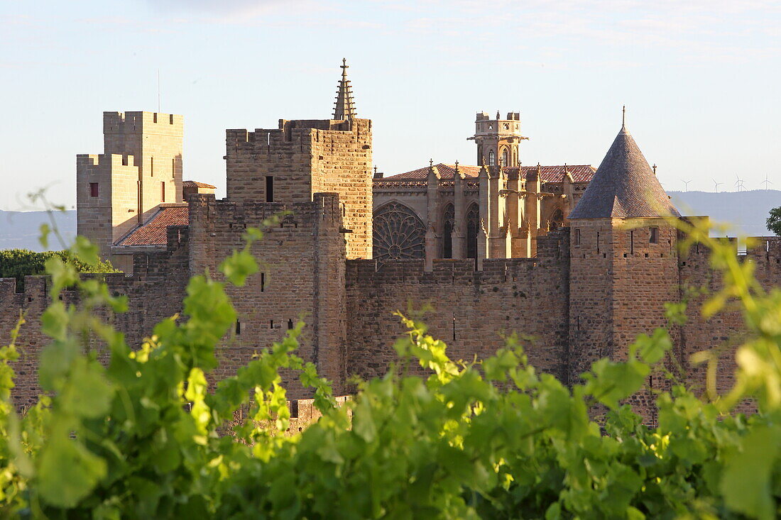 Weinstöcke vor Festung Cité de Carcassonne mit Basilika Saint-Nazaire, Carcassonne, Departement Aude, Okzitanien, Frankreich