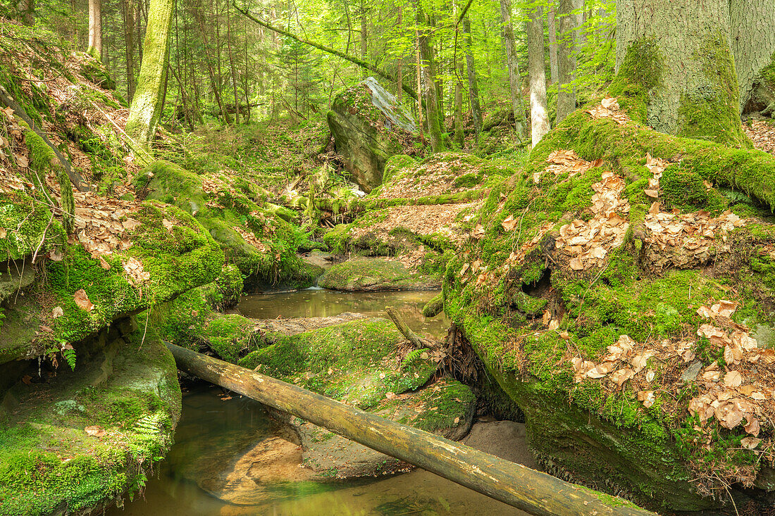 Sommer im Teufelsloch bei Oberwaiz, Eckersdorf, Fränkische Schweiz, Oberfranken, Franken, Bayern, Deutschland, Europa