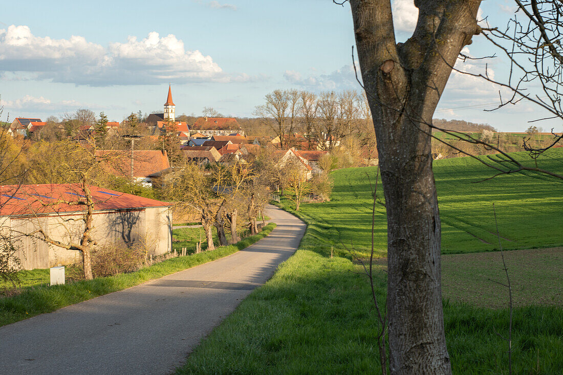  Spring in the field, Ippesheim, Neustadt an der Aisch, Lower Franconia, Franconia, Bavaria, Germany, Europe 