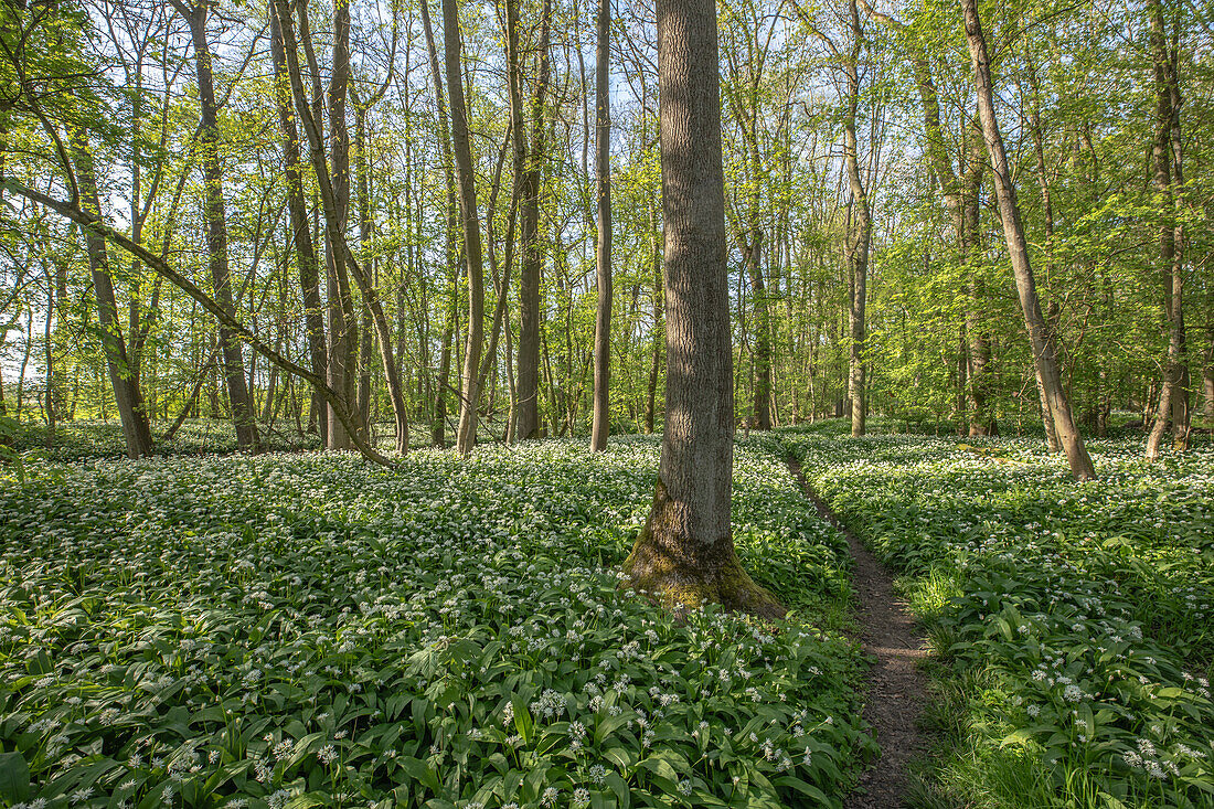  Spring in the Mainauen, Röthlein, Schweinfurt, Lower Franconia, Franconia, Bavaria, Germany, Europe 