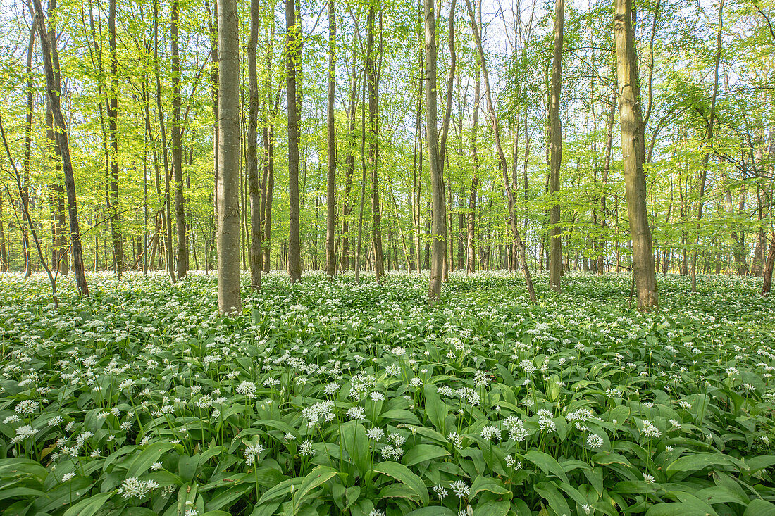  Spring in the Mainauen, Röthlein, Schweinfurt, Lower Franconia, Franconia, Bavaria, Germany, Europe 