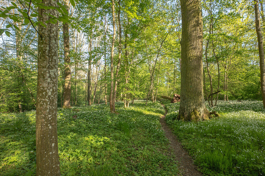  Spring in the Mainauen, Röthlein, Schweinfurt, Lower Franconia, Franconia, Bavaria, Germany, Europe 