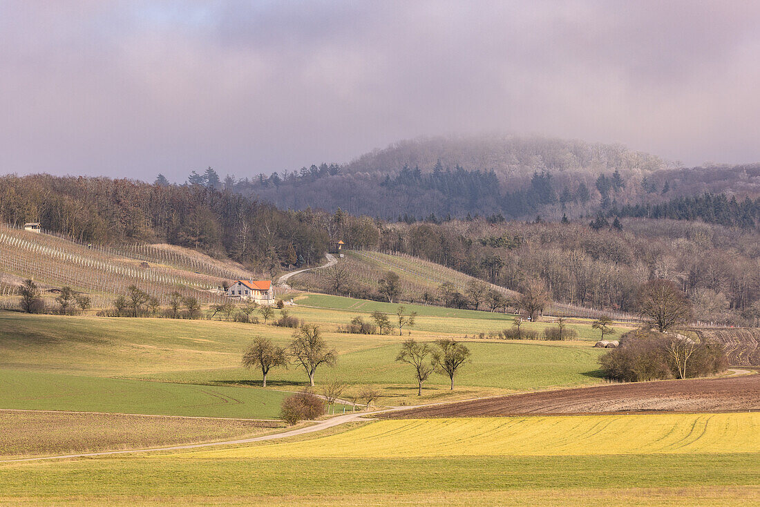 Die Weinlage Hohenlandsberg am Ende des Winters, Weigenheim, Neustadt an der Aisch, Mittelfranken, Franken, Bayern, Deutschland, Europa