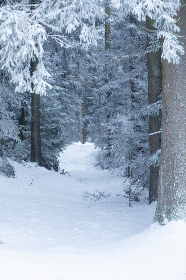  Winter at Schneeberg, Bischofsgrün, Fichtelgebirge, Upper Franconia, Franconia, Bavaria, Germany, Europe 