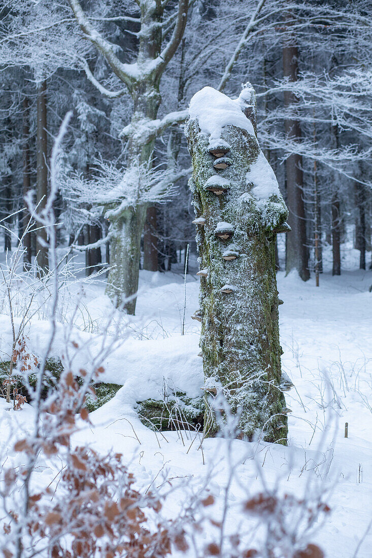  Winter at Schneeberg, Bischofsgrün, Fichtelgebirge, Upper Franconia, Franconia, Bavaria, Germany, Europe 