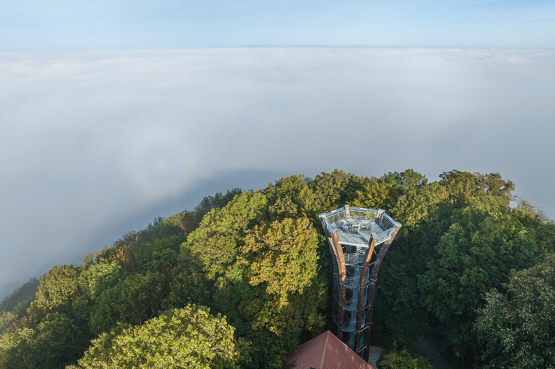 Fog atmosphere at Zabelstein, Hundelshausen, Michelau im Steigerwald, Schweinfurt, Lower Franconia, Franconia, Bavaria, Germany, Europe 