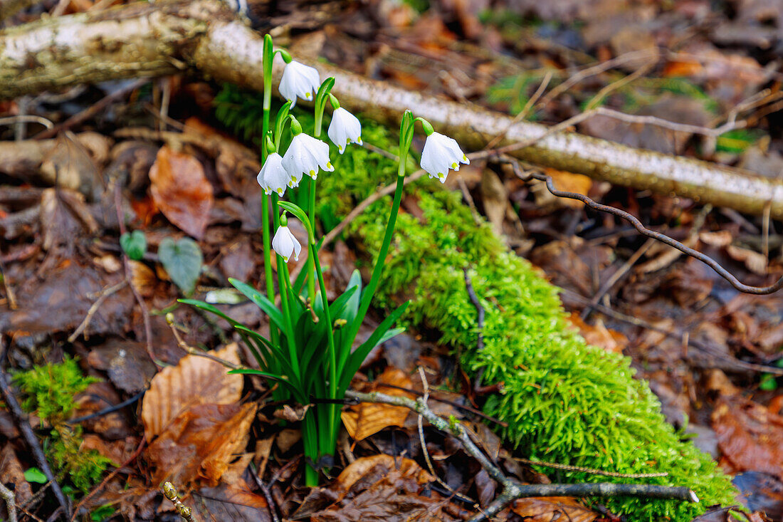  March cup (Leucojum vernum) in the forest near Fischbachau in Upper Bavaria in Germany 
