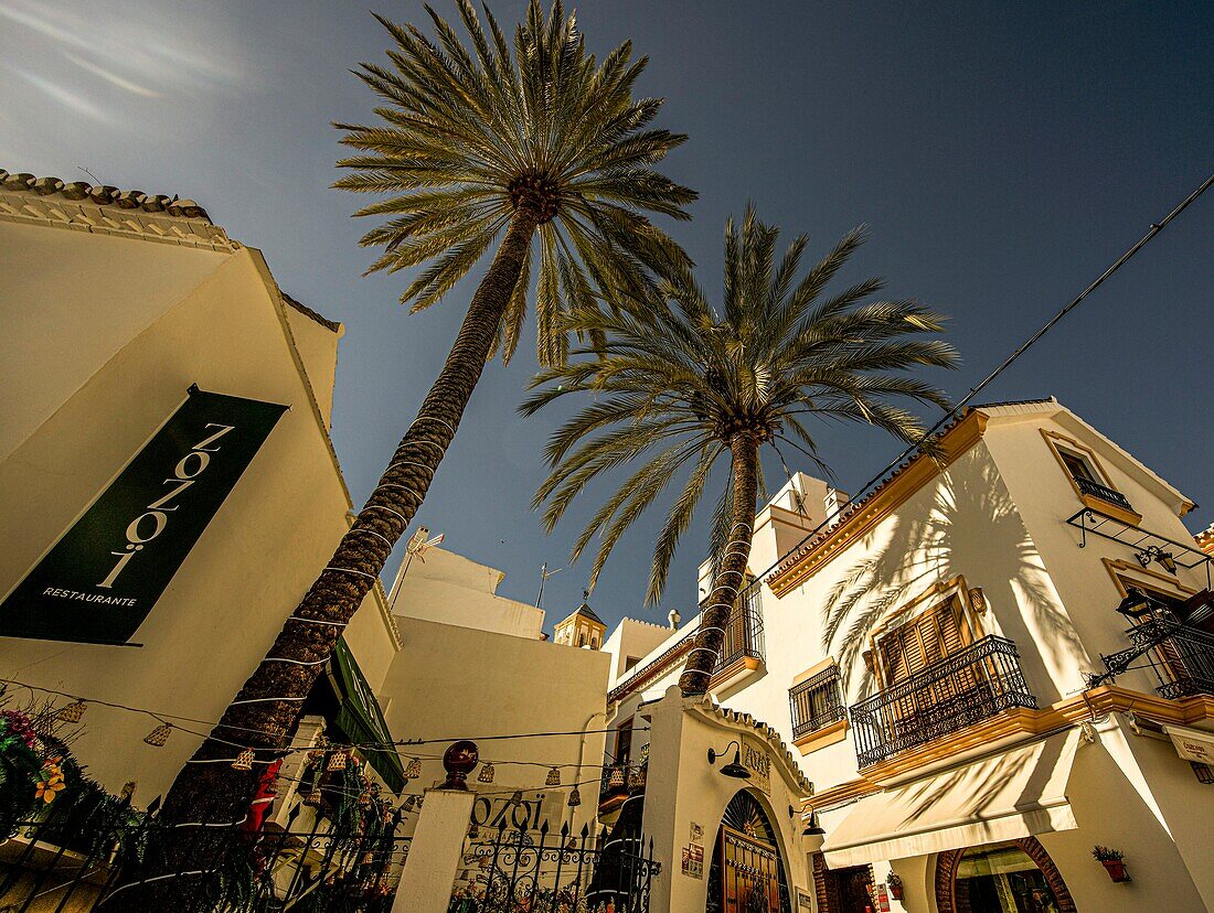  White Andalusian houses with palm trees under a blue sky, Marbella, Costa del Sol, Andalusia, Spain 