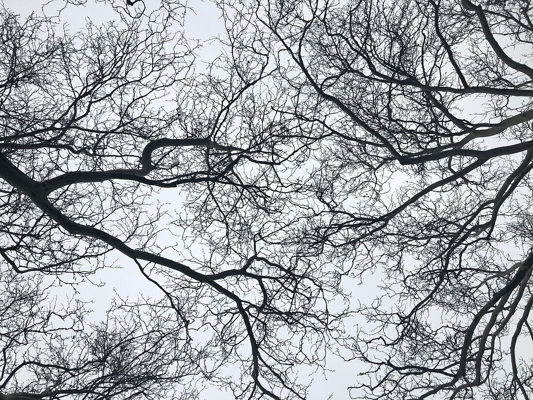 Baumkronen im Winter von unten gesehen, kahler Baum und trüber Himmel