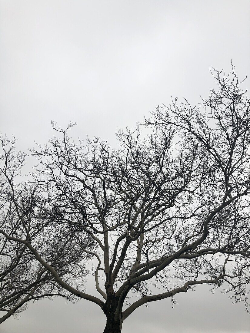 Baumkrone im Winter, kahler Baum und trüber Himmel