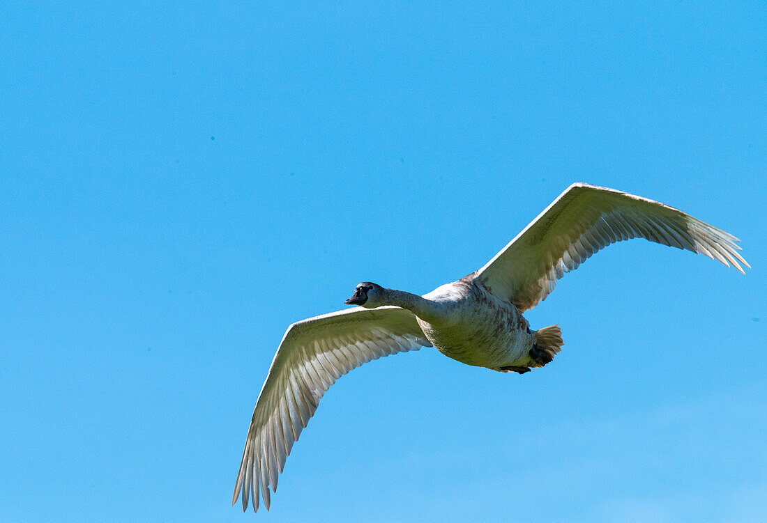 Junger Höckerschwan (Cygnus olor) im Flug, Natura 2000 Gebiet Salzachauen, Salzburg, Oesterreich