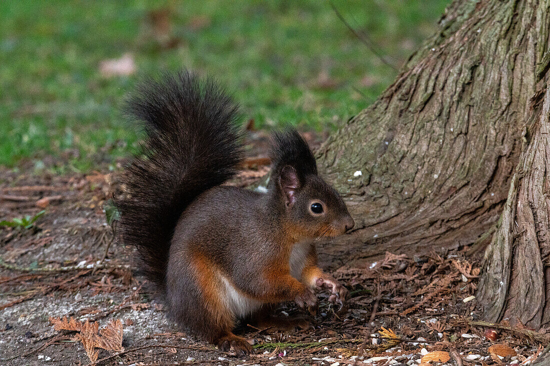  European squirrel (Sciurus vulgaris) in winter at the municipal cemetery in Salzburg, Austria 