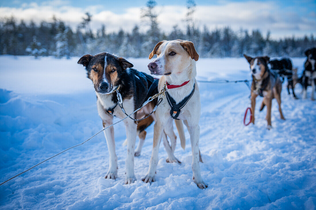 Alaskan Husky; Historisches Städtchen im Winter; Luleå, Norrbotten, Schweden