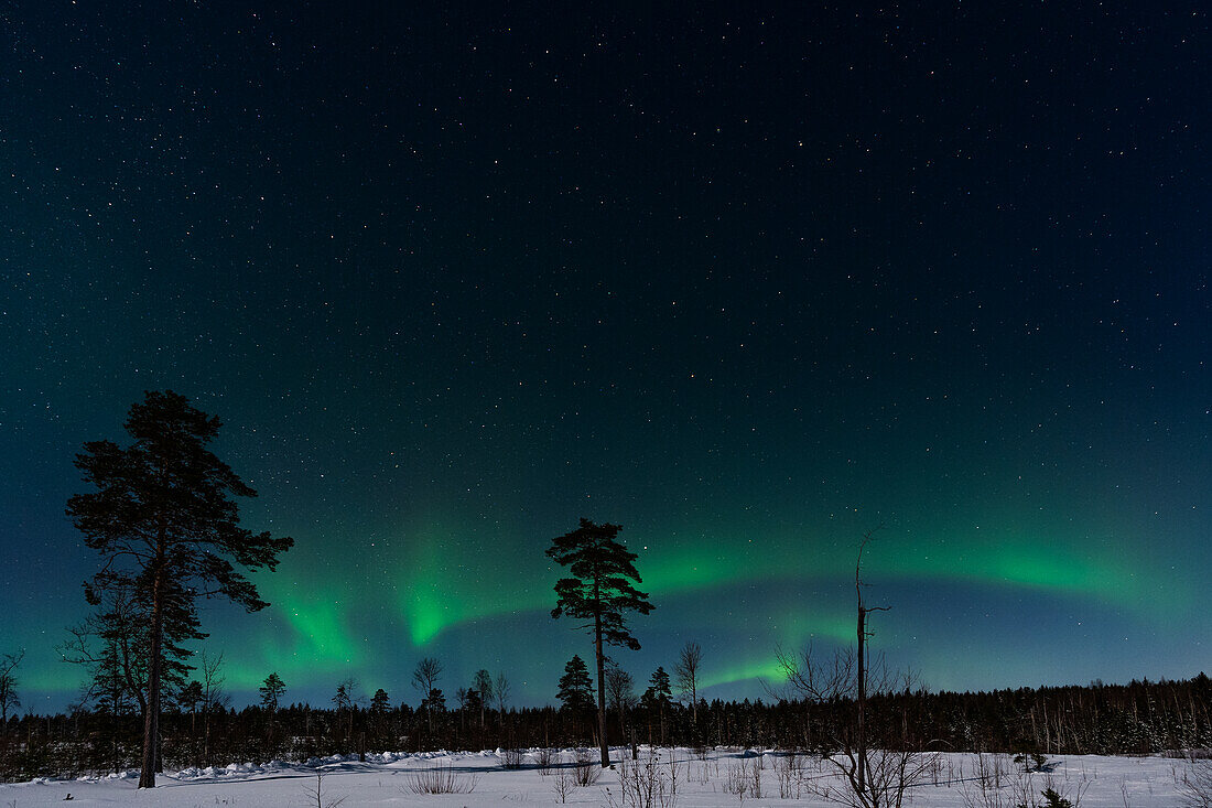  Northern Lights in winter; Råneå, Norrbotten, Sweden 
