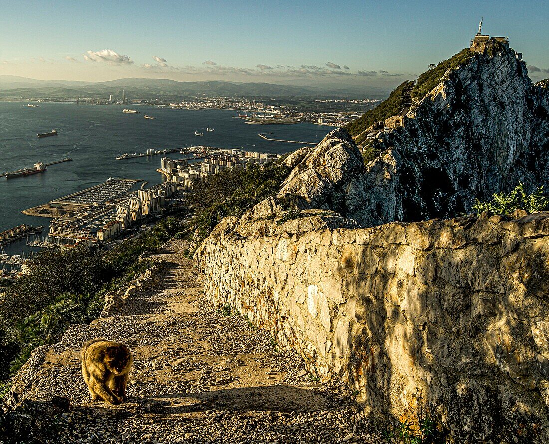  Barbary macaque on a hiking trail in Gibraltar&#39;s Upper Rock Nature Reserve, panoramic view of the harbor and bay of Algeciras, British Crown Colony; Spain 