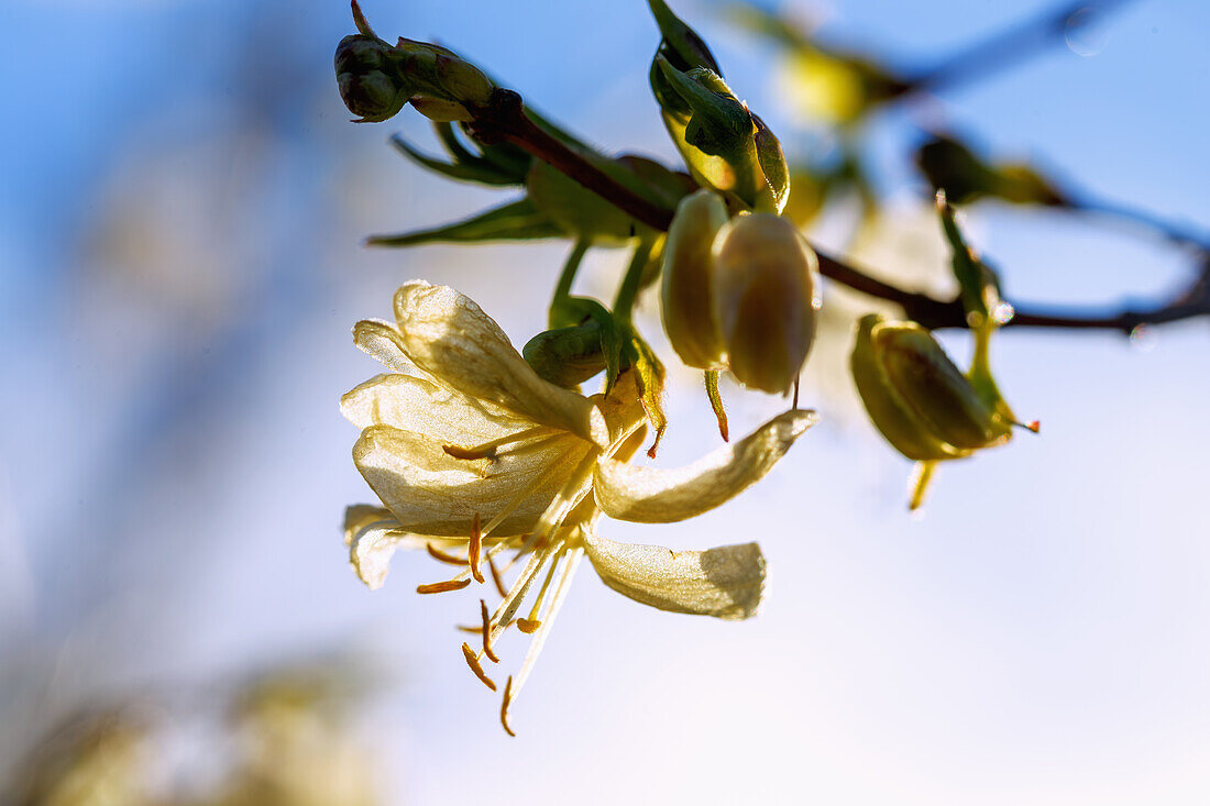 Blüten der Winter-Heckenkirsche (Lonicera purpusii)