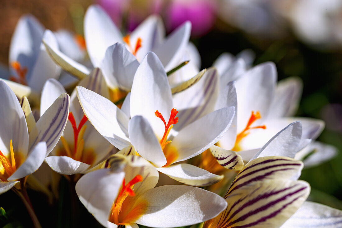 Zweiblütige Krokusse (Crocus biflorus, Schottischer Krokus)