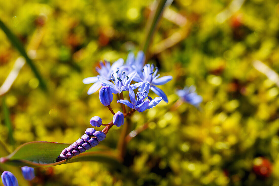 Zweiblättriger Blaustern (Scilla bifolia, Sternhyazinthe, Zweiblättrige Meerzwiebel) im Moos
