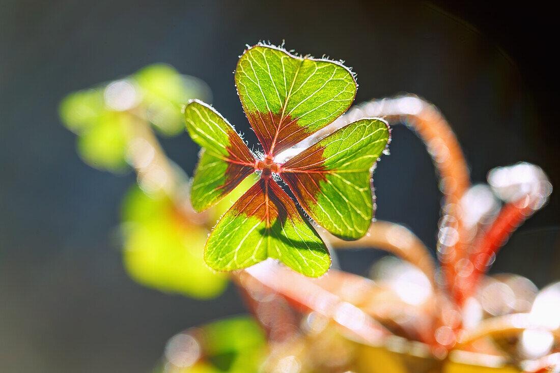 Glücksklee (Oxalis deppei, Vierblättriger Sauerklee)