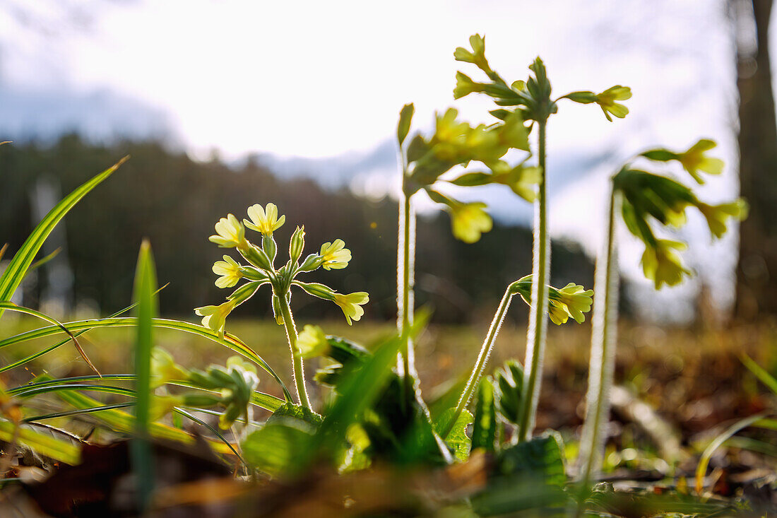  Forest cowslip (Primula eliator, tall cowslip) 