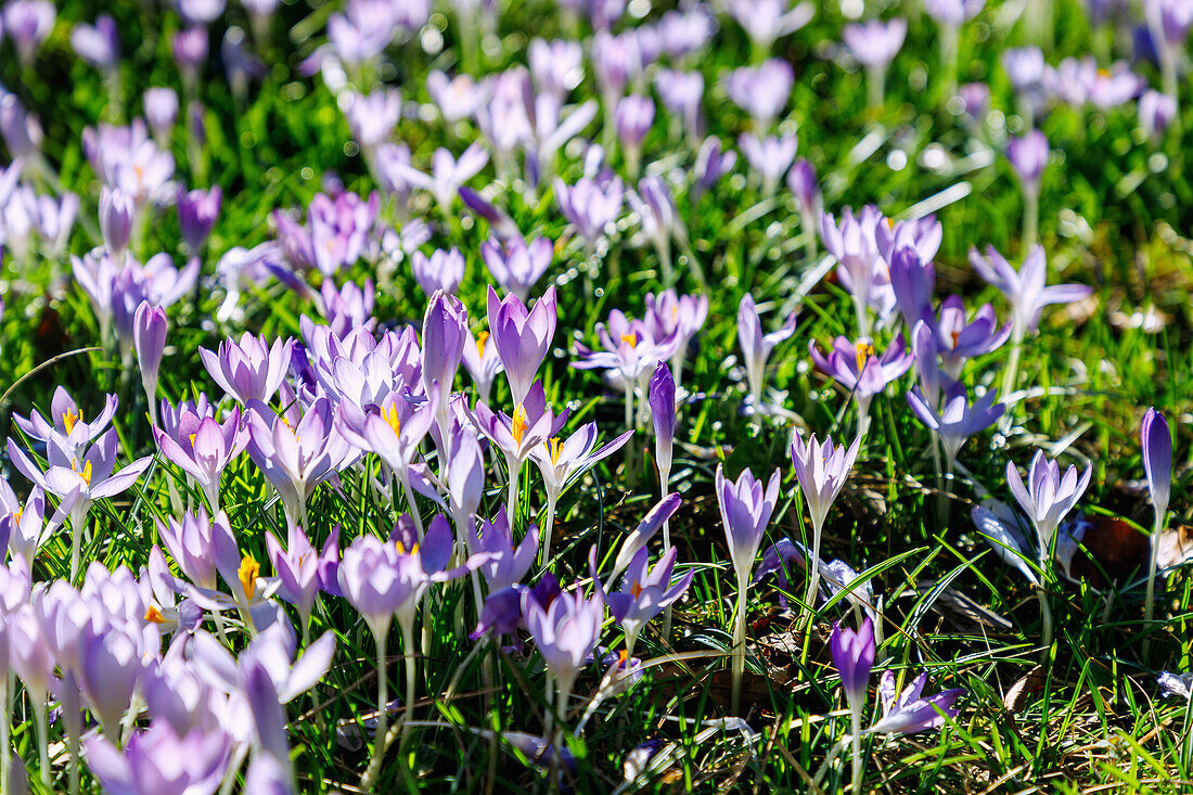  Meadow with blooming Crocus tommasinianus (fairy crocus, Dalmatian crocus, Tommasini&#39;s crocus) 