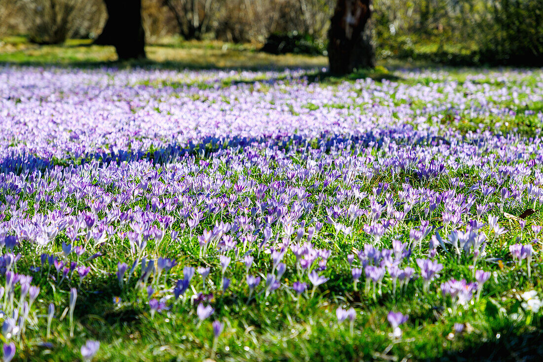  Meadow with blooming Crocus tommasinianus (fairy crocus, Dalmatian crocus, Tommasini&#39;s crocus) 