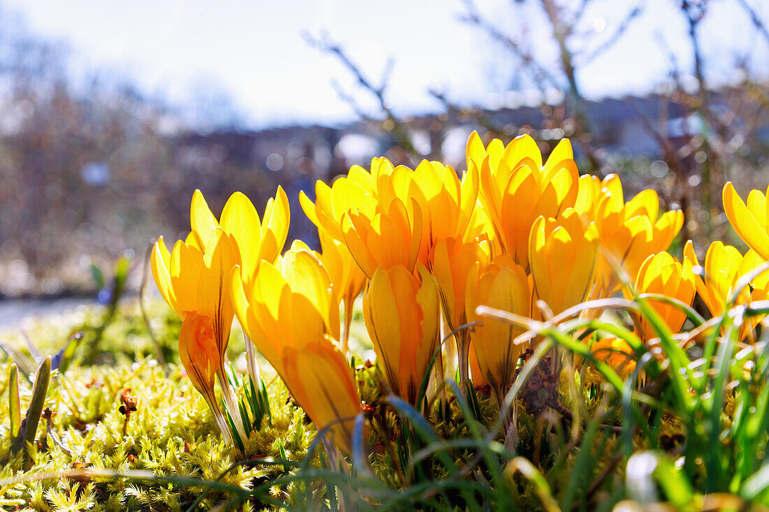  Gold crocuses (Crocus flavus Weston) in the moss 