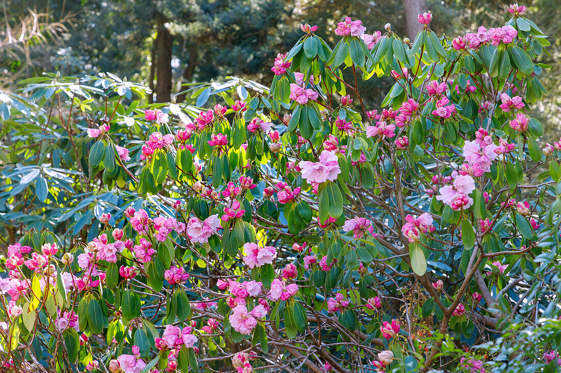 Blühender Rhododendron fargesii Franchet (Farges' Alpenrose, Winterpurpur)