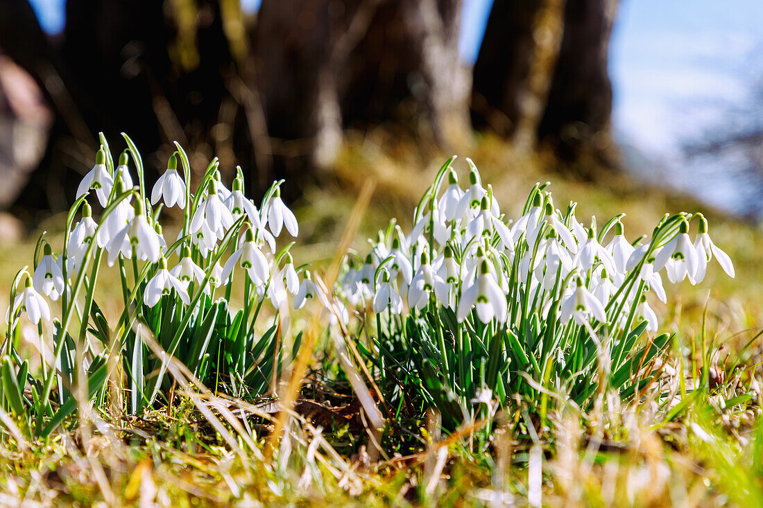  Snowdrops (Galanthus) in the grass in front of tree trunks 