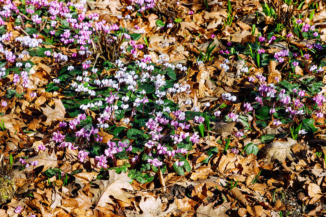  blooming Kos cyclamen (Cyclamen coum) in autumn leaves 