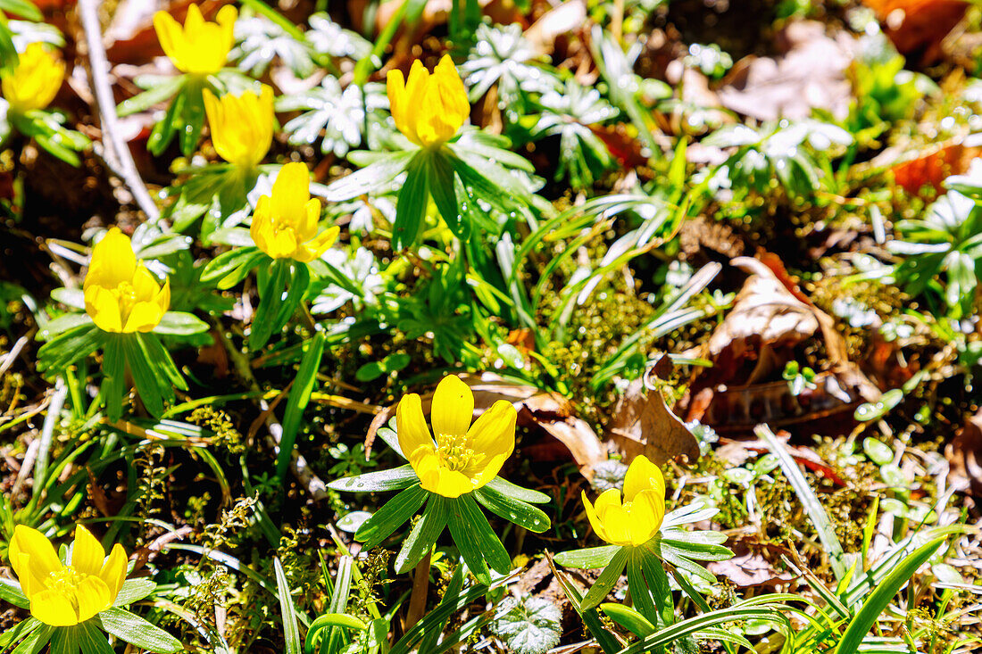  blooming winter aconites (Eranthis hyemalis) in the moss with autumn leaves 