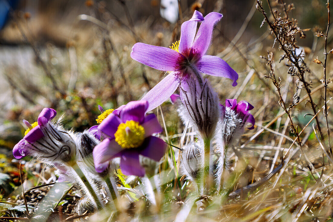  flowering pasqueflowers (Pulsatilla vulgaris, pasqueflowers) 