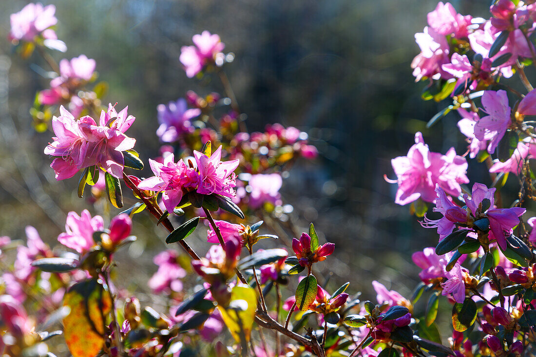 Blühender Rhododendron dauricum (Dahurische Azalee)