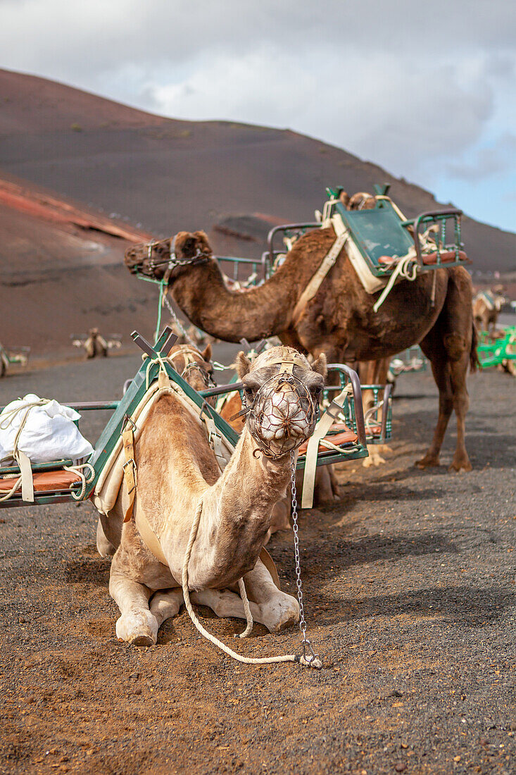  Dromedaries in Lanzarote, Echadero de los Camellos, Timanfaya National Park, Lanzarote, Canary Islands, Spain 