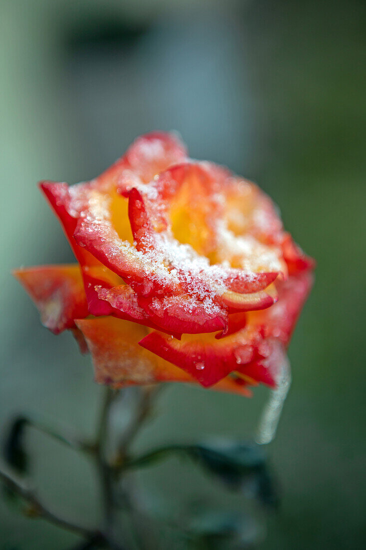 Vereiste Rose im Winter, Quedlinburg, Sachsen-Anhalt, Deutschland