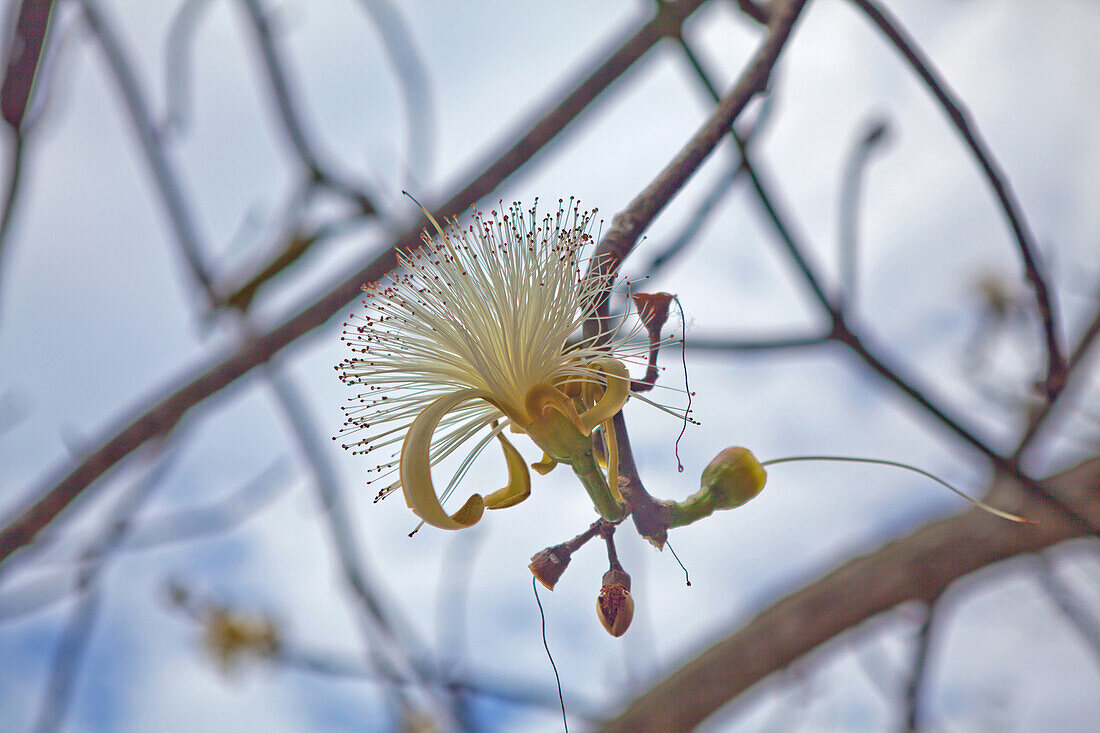 Tropische Blüte, Karibik, Ocho Rios, Saint Ann Parish, County Middlesex, Jamaika, Jamaica