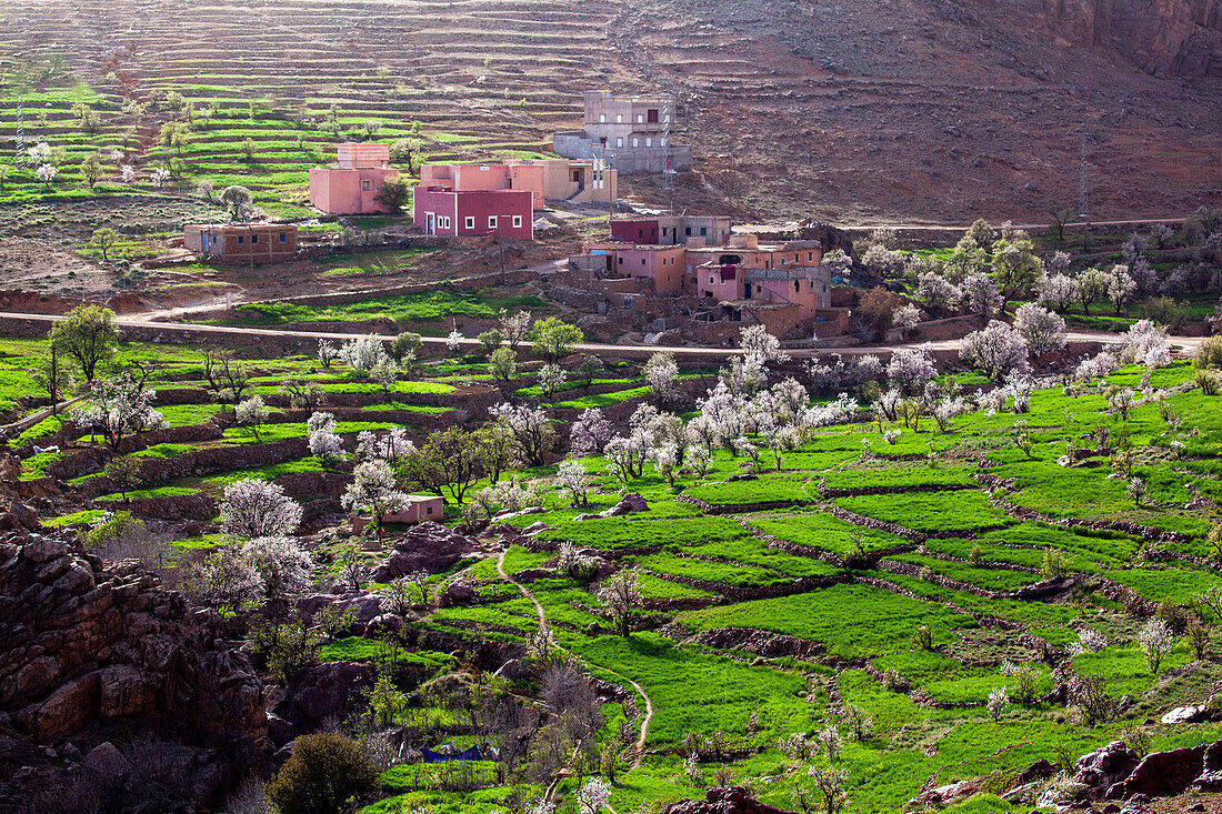 Morocco, houses in terraces with flowering trees 