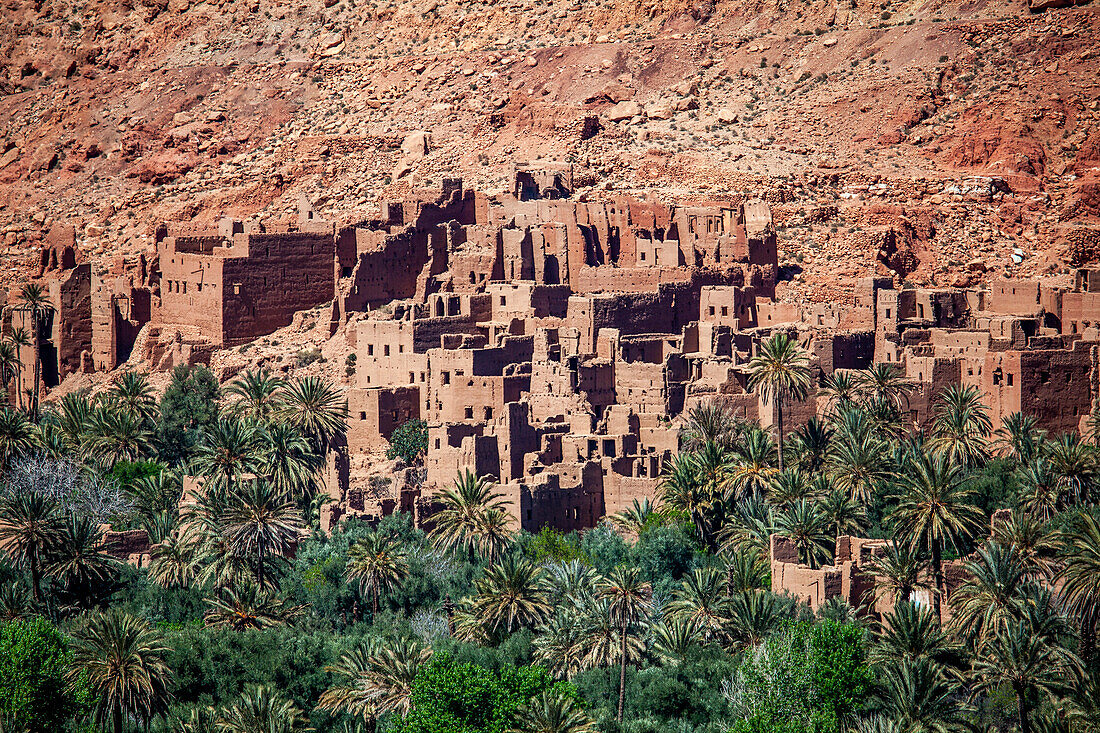  Morocco, abandoned mud buildings behind palm trees 